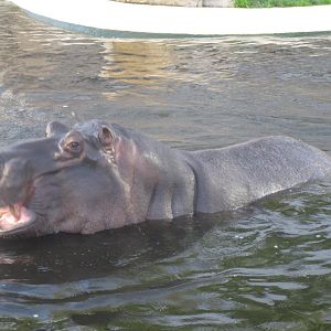 Hippo's Bath