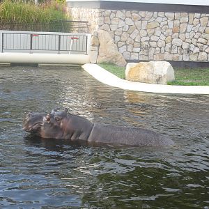 Hippo's Bath