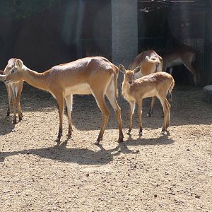 lechwe  Morelia Zoo