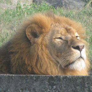 Lion portrait