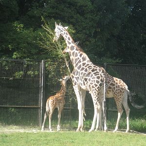 Giraffe Family