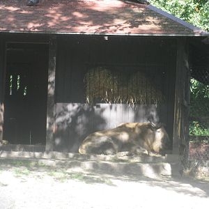 Sichuan/Tibetan Takin