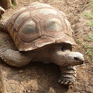 aldabra tortoise morelia zoo