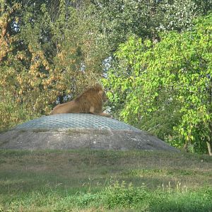 Lion Observer