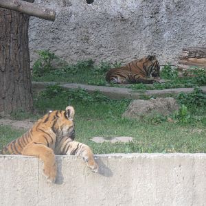Young Tigers