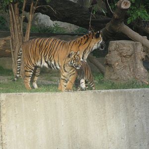 Ratu (mother) and cub