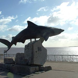 Shark Statue at The Deep, 29/09/12