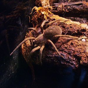 Giant Fishing Spider at The Deep, 29/09/12