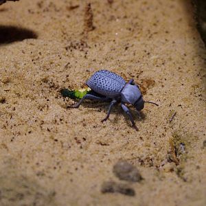 Blue Death-Feigning Beetle at The Deep, 29/09/12