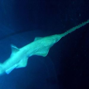 Green Sawfish at The Deep, 29/09/12