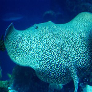 Honeycomb Stingray at The Deep, 29/09/12