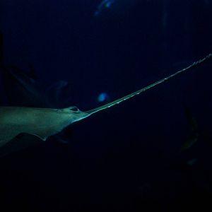 Green Sawfish at The Deep, 29/09/12