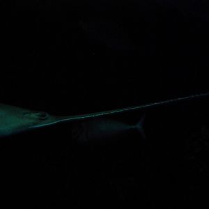 Green Sawfish at The Deep, 29/09/12