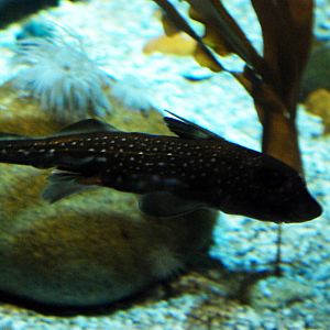 Spotted Rabbitfish at The Deep, 29/09/12