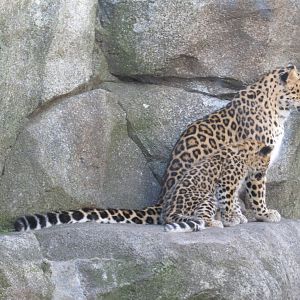 Amur Leopards