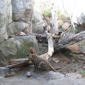 Amur Leopards