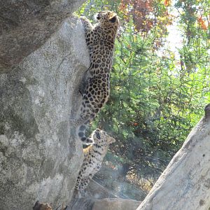 Amur Leopard Cubs