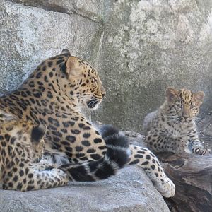 Amur Leopards