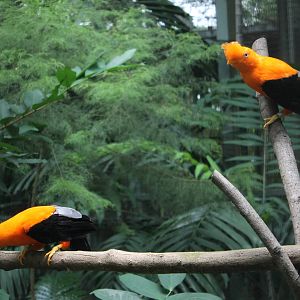 Window on Paradise - Andean Cock-of-the-Rock