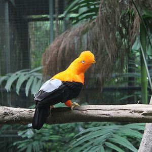 Window on Paradise - Andean Cock-of-the-Rock