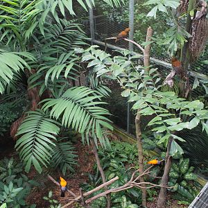 Window on Paradise - Andean Cock-of-the-Rock