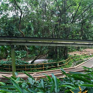 Flamingo Lake - Shoebill exhibit