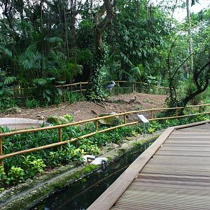 Flamingo Lake - Shoebill exhibit