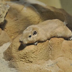 Common gundi (Ctenodactylus gundi)