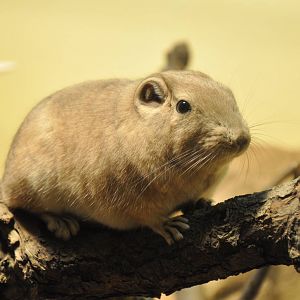 Common gundi (Ctenodactylus gundi)