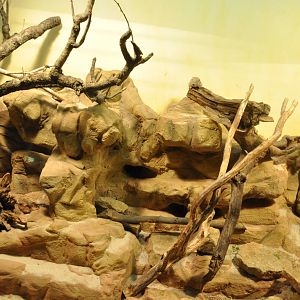 Enclosure for Common gundis (Ctenodactylus gundi)