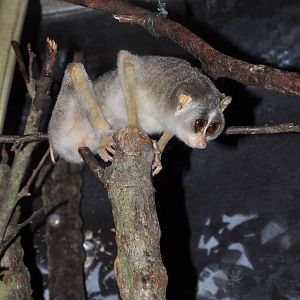 Northern Slender Loris  (Loris lydekkerianus nordicus)