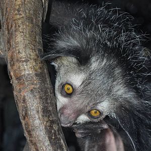 Aye-aye (Daubentonia madagascariensis)