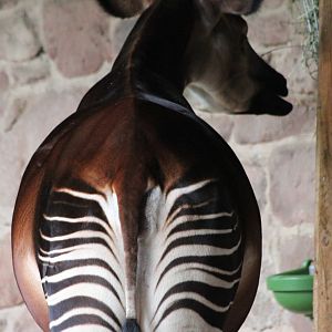 Stuma and bump: mark two