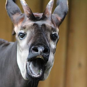 Okapi believe you!