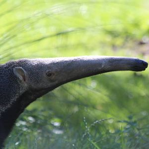 Giant Anteater