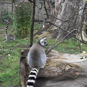 Sewerby Zoo, Lemurs at last. 30th September 2012
