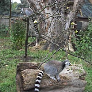 Sewerby Zoo, Lemurs at last. 30th September 2012