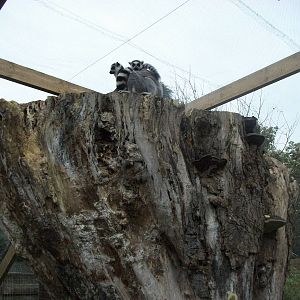 Sewerby Zoo, Lemurs at last. 30th September 2012