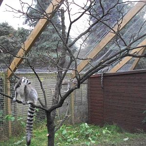 Sewerby Zoo, Lemurs at last. 30th September 2012