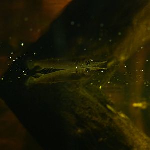 Malayan halfbeak, 30th September 2012.