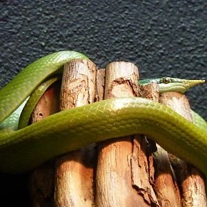 Rhinoceros ratsnake, 30th September 2012.