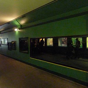 Amphibian vivaria, 30th September 2012.