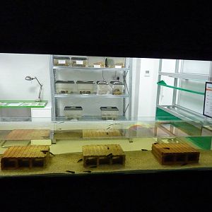 Amphibian breeding area, 30th September 2012.