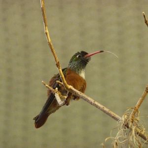 Very long tongue, 30th September 2012.