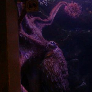 Giant Pacific Octopus