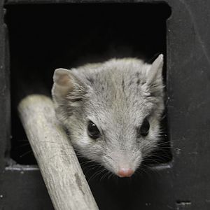 Kowari in nest box with normal lighting