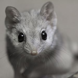 Kowari in normal lighting