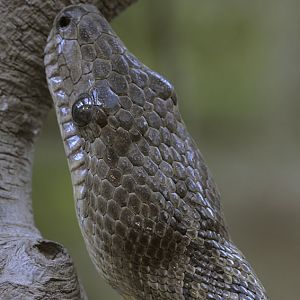 Cuban boa