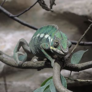 Panther chameleon