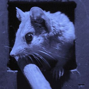 Kowari in nocturnal lighting